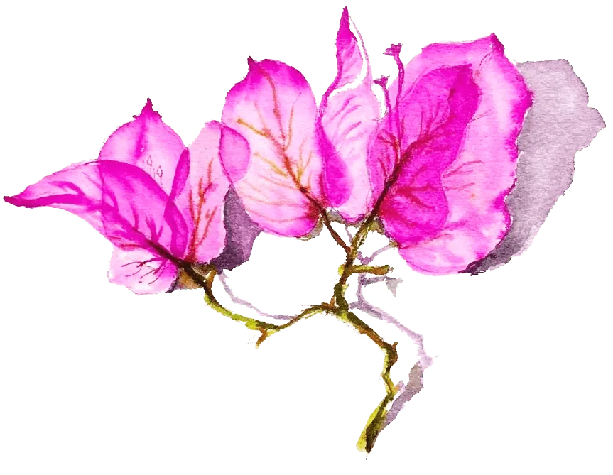 Bougainville flower